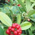 Skimmia japonica fruit et fleur P29